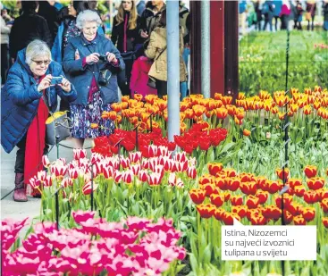 ??  ?? Istina, Nizozemci su najveći izvoznici tulipana u svijetu