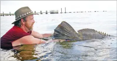  ?? COURTESY OF KEITH SUTTON ?? Keith Sutton releases his massive goliath grouper alive and healthy so it can be caught again someday by another angler.
