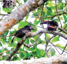  ??  ?? Two birds captured in lipa tree at the entrance of Masungi’s Discover Trail.