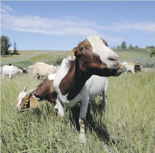  ?? LEAH HENNEL / POSTMEDIA NEWS ?? Goats munch across the landscape at Confluence Park in Calgary on Tuesday to help tackle weeds in the city.