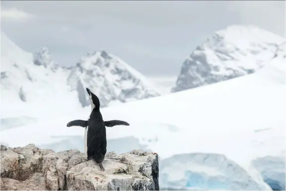  ?? CHRISTIAN ASLUND/AFP PHOTO/GREENPEACE ?? Chinstrap penguin nesting at Spigot Peak, with the mountains and glaciers of Orne Harbor in the background, at Gerlache Strait in the Antarctic.