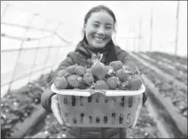  ?? LI XIN / XINHUA ?? Chodron, a resident of Juphar village in Nyingchi, Tibet autonomous region, presents harvested strawberri­es grown in a greenhouse last year. The village is well- known in the area as the “Strawberry Village”.