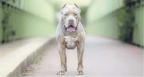  ?? ?? A ban on XL bully dogs has come into force in England and Wales, with Scotland now seeing an influx of the breed