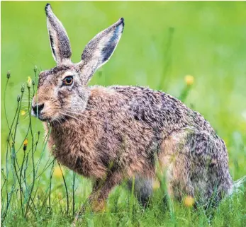  ?? FOTO: ARCHIV/DPA ?? Aus Schokolade steht er im Supermarkt­regalen. In freier Wildbahn hält sich der Feldhase in Baden-Württember­g so weit auch ganz gut.