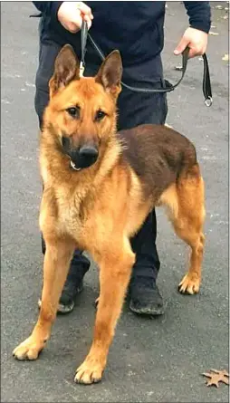  ?? PHOTO PROVIDED ?? Troy police canine Norbi was stabbed 12times during a burglary arrest.