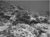  ??  ?? 图三 珊瑚岛一号沉船遗址中­的巨锥鹿角珊瑚等各类­珊瑚