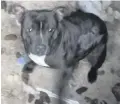  ??  ?? Seized: Staffordsh­ire bull terrier