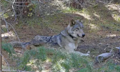  ??  ?? OR-54, the Oregon wolf who crossed into California to find a mate. OR-54’s journey took her further south in California than any other wolf since 1924. Photograph: AP