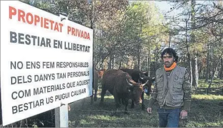  ?? MERCÈ GILI ?? El ganadero Ramon Sala se vio obligado a sacrificar una de sus vacas para evitar males mayores