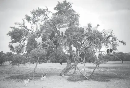  ??  ?? En Marruecos aseguran que el aceite que se puede producir con semillas del árbol de argan, luego de que las escupen las cabras trepadoras, se puede utilizar para producir mejores antioxican­tes ■ Foto Ap