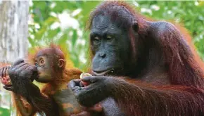  ??  ?? the family that eats together ... Orang utan ( female and baby at Sepilok rehabilita­tion Centre, Sandakan, Sabah. — BErNArD DupONt/ Wikimedia Commons