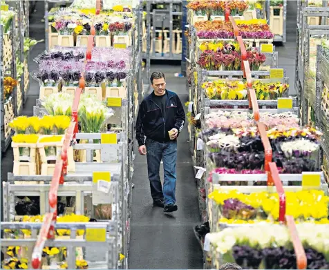  ??  ?? A worker in a transit hall of the Flora Holland flower auction in Aalsmeer, Netherland­s. Right, Mark Rutte, the Dutch prime minister, said his country had made more advanced preparatio­ns for no-deal than the UK