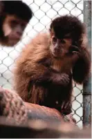  ??  ?? A baby monkey born at the Ibama's Animal Recovery Center in Seropedica, state of Rio de Janeiro, Brazil.