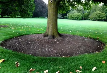  ?? Nancy Knauss ?? A properly mulched tree leaves the root flare exposed.
A path of wood chips runs alongside a bed with lady ferns and bottlebrus­h buckeye mulched with shredded hardwood mulch.