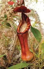  ??  ?? Dr. Amoroso discovered the Nepenthes pulchra on Mount Kiamo in Bukidnon. (Photo taken from Wikimedia.org)