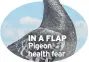  ??  ?? Pigeon health fear