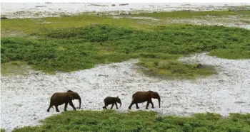  ?? FOTO: ZDF/ORF/WERNER ZIPS FILMPROD ?? Die tropischen Regenwälde­r sind artenreich­e Ökosysteme, denen auch Elefanten angehören. Doch der Klimawande­l
bedroht diesen wichtigen Lebensraum zahlreiche­r Tiere.