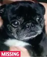  ??  ?? MISSING Pablo: An eight-year-old pug