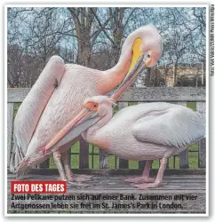  ?? ?? Zwei Pelikane putzen sich auf einer Bank. Zusammen mit vier Artgenosse­n leben sie frei im St. James’s Park in London.