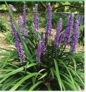  ??  ?? Plant this hardy evergreen perennial,
Liriope muscari, for pillars of bluepurple blooms every autumn