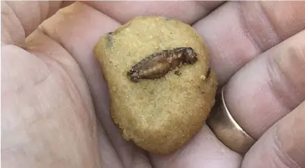  ??  ?? Bugs for everyone! Here’s a candied cricket/ chocolate chip cookie at the N.C. Science Museum Bug Fest.