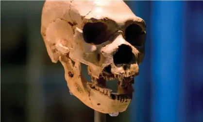  ??  ?? AHomo neandertha­lensisskul­l:The ghost population split from the ancestors of Neandertha­ls and modern humans between 360,000 and 1 million years ago. Photograph: The Natural History Museum/Alamy Stock Photo