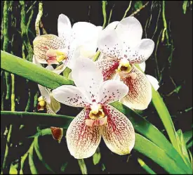  ??  ?? Rescued Walingwali­ng from felled tree in Basilan. Flowers are more elongated than Davao specimens. Flowers are huge.