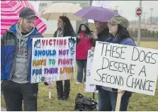  ?? MIKE HENSEN ?? Mike Coxworthy and Emily Mallett at a protest Thursday outside the Chatham courthouse against the euthanizin­g of 21 dogs recovered from an alleged dog-fighting ring near Merlin.