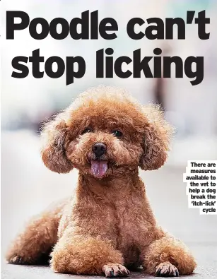  ?? ?? There are measures available to the vet to help a dog break the ‘itch-lick’ cycle