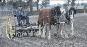  ?? Picture: PAUL CARRACHER ?? HARD AT WORK: Clydesdale­s from Sandy Creek stud will put one of Wimmera-mallee Pioneer Mueseum’s vintage ploughs to work at this year’s rally. Morrie Oxley, Raywood, is pictured during last year’s event.