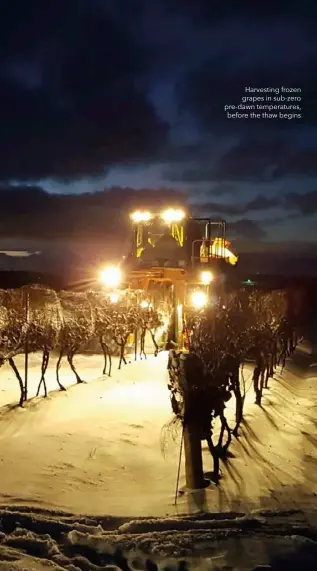  ??  ?? Harvesting frozen grapes in sub-zero pre-dawn temperatur­es, before the thaw begins