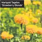  ??  ?? Marigold Tagetes ‘Strawberry Blonde’