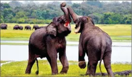  ??  ?? In Sri Lanka locken Nationalpa­rks mit toller Flora, Fauna.