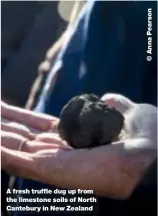  ??  ?? A fresh truffle dug up from the limestone soils of North Cantebury in New Zealand