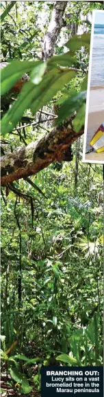  ??  ?? BRANCHING OUT:
Lucy sits on a vast bromeliad tree in the
Marau peninsula