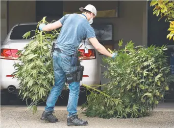  ??  ?? INDOOR CROP: Police remove cannabis plants from a house at Armstrong Creek earlier this year.