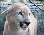  ?? National Park Service ?? P-55 twice made the dangerous journey across Highway 101, a crossing that’s killed a dozen other pumas.