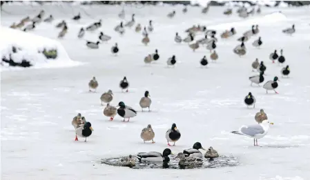  ??  ?? Like a duck to water, this web-footed flock is drawn to a hole in a frozen pond at Beacon Hill Park.