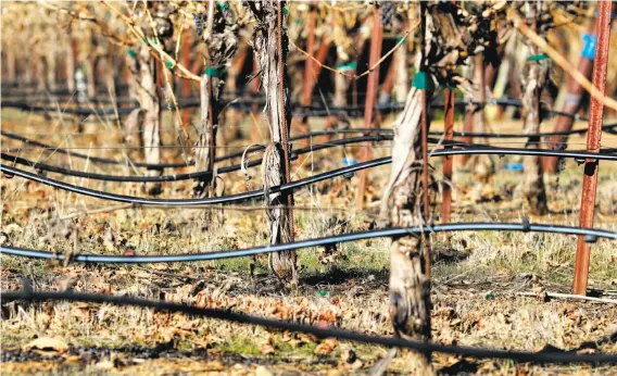  ?? Brant Ward / The Chronicle 2014 ?? A drip system waters vines in Sonoma County where growers have embraced environmen­tally friendly practices with the goal of being 100 percent sustainabl­e.