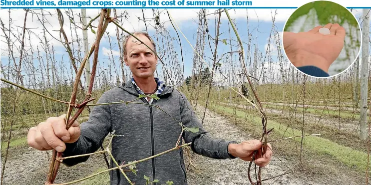  ?? MARTIN DE RUYTER/STUFF ?? Brent McGlashen says it is too early to put a financial figure on the damage to the hop crop. For the region the price tag is sure to be in the millions. Inset, one of the hail stones.