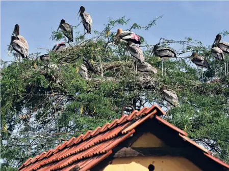  ?? ?? PAINTED STORKS nesting close to houses at Koonthanku­lam village in 2016.