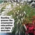  ??  ?? Rustling grasses like ornamental miscanthus are highly desirable