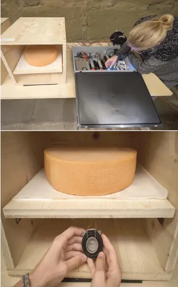  ??  ?? (Top) University of the Arts in Bern student, Simon Walker, checks electronic devices next to wheels of Emmental, one of the most famous cheeses in Switzerlan­d, that is being matured in music in a cheese cellar on Oct 19 in Berthoud. • (Above) Walker fixes a small music speaker underneath a wheel of Emmental.