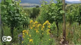  ??  ?? Experts say vineyards should promote biodiversi­ty to become more resistant to climate change