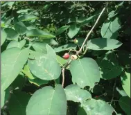  ??  ?? A member of the rose family, serviceber­ry has small, edible fruits. (Special to the Democrat-Gazette/Janet B. Carson)