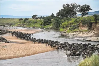  ?? Tony Karumba / AFP via Getty Images ?? Wildebeest­s run across a sandy riverbed of the Sand River as they arrive in Kenya’s Maasai Mara National Reserve from Tanzania’s Serengeti National Park during the annual migration.