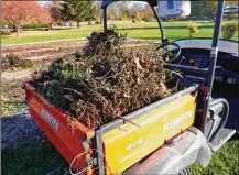  ?? BENNETT CONTRIBUTE­D/PAMELA ?? Frosted annuals heading to the compost pile.