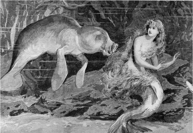  ??  ?? LEFT: A mermaid is startled by a manatee, a common mermaid suspect, in a 19th century illustrati­on.