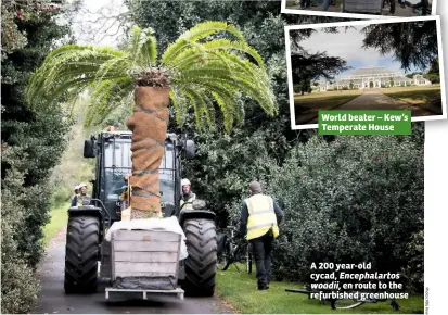  ??  ?? World beater – Kew’s Temperate House A 200 year-old cycad, Encephalar­tos woodii, en route to the refurbishe­d greenhouse