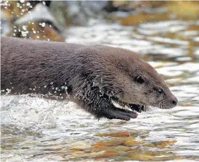  ?? Colin Seddon/Scottish SPCA ?? > One of three orphaned otters returning to the wild in a freshwater loch at a secret location in Scotland